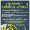 Tájékoztató a szőlő aranyszínű sárgaság betegségről